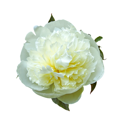 9 Peonija Duchesse de Nemours