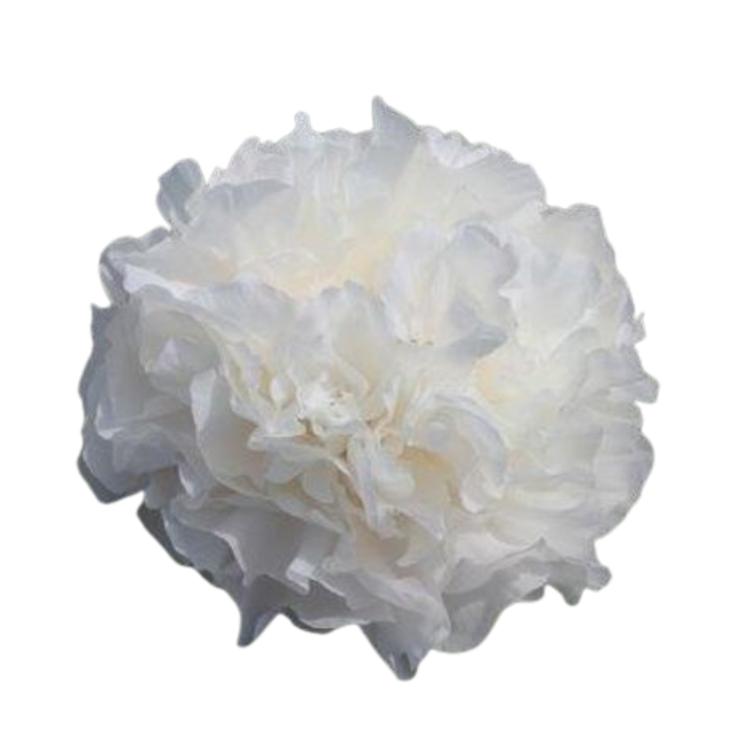 9 Peonija Ivory Victory