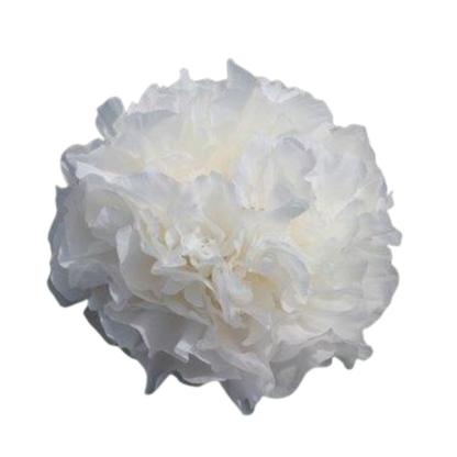 9 Peonija Ivory Victory