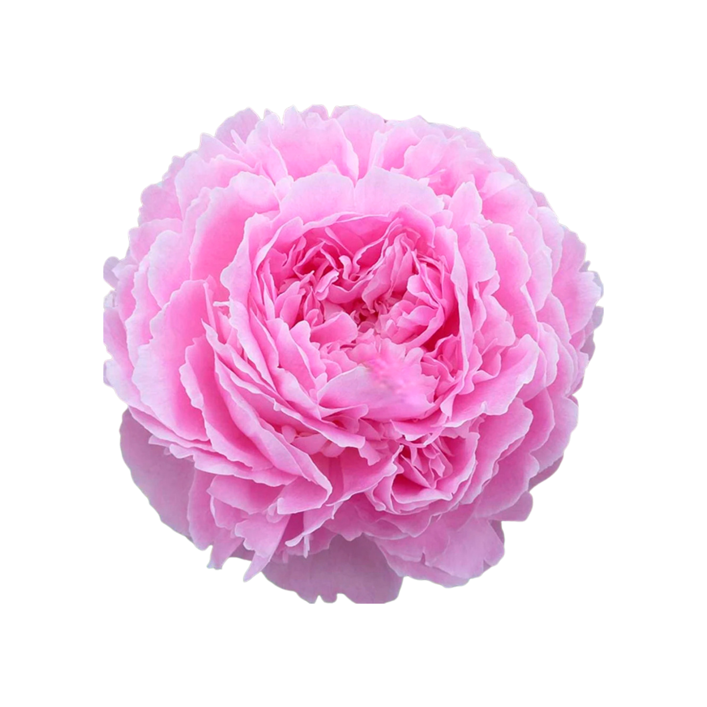9 Peonija Jacorma