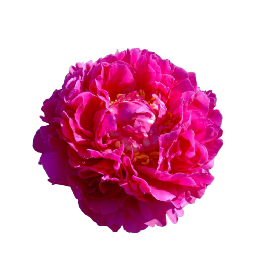 9 Peonija Karl Rosenf