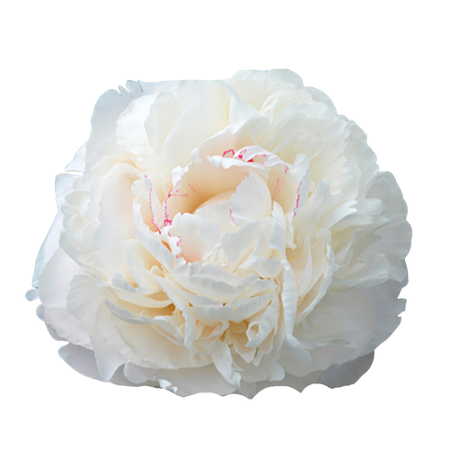 9 Peonija 'Carl G. Klehm'