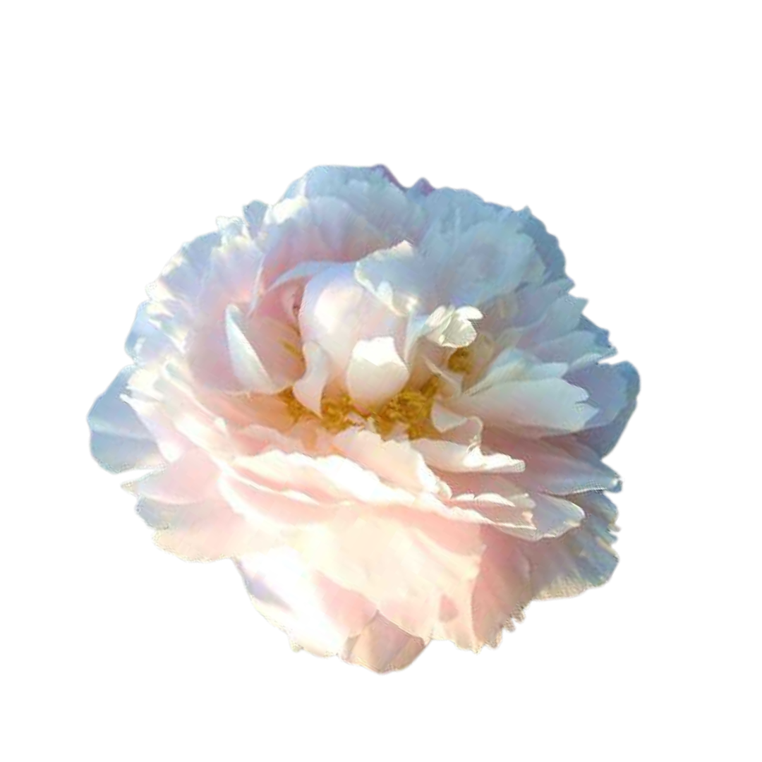 9 Peonija 'Marguerite Gérard'