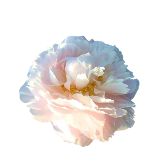 9 Peonija 'Marguerite Gérard'