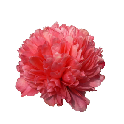 9 Peonija Lorelei