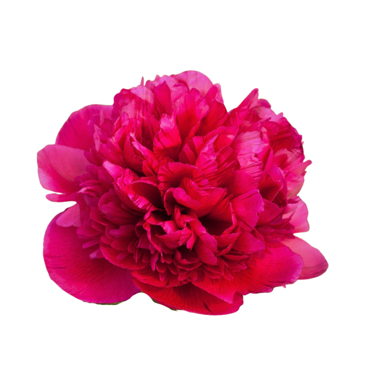 9 Peonija Red Sarah Bernhardt’
