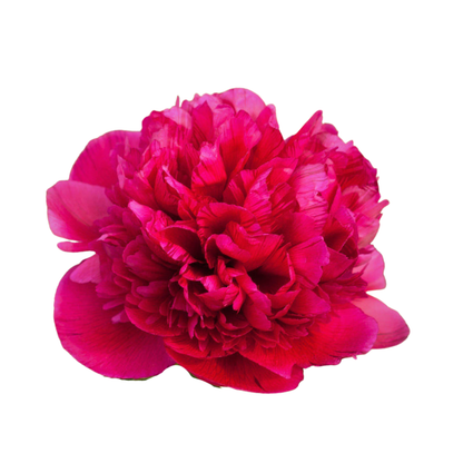 9 Peonija Red Sarah Bernhardt’