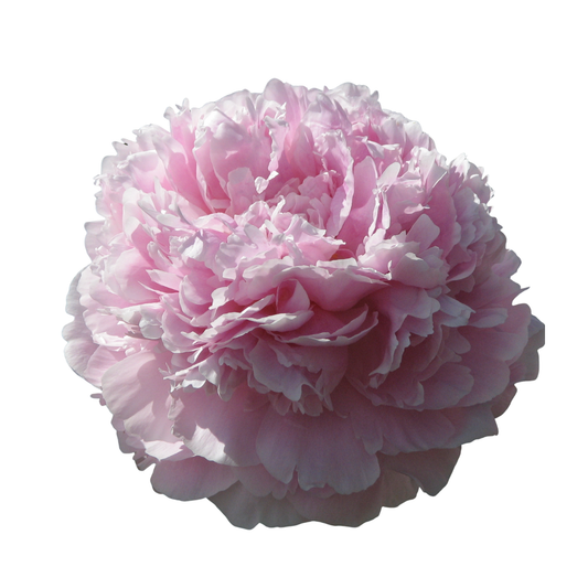 9 Peonija 'Reine Hortense