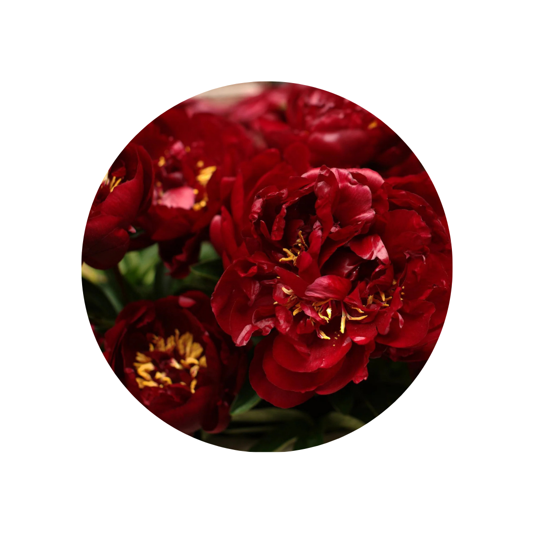 9 Peonija 'Buckeye Belle'