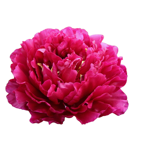 9 Peonija Faithful