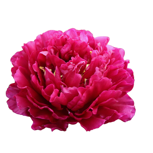 9 Peonija Faithful