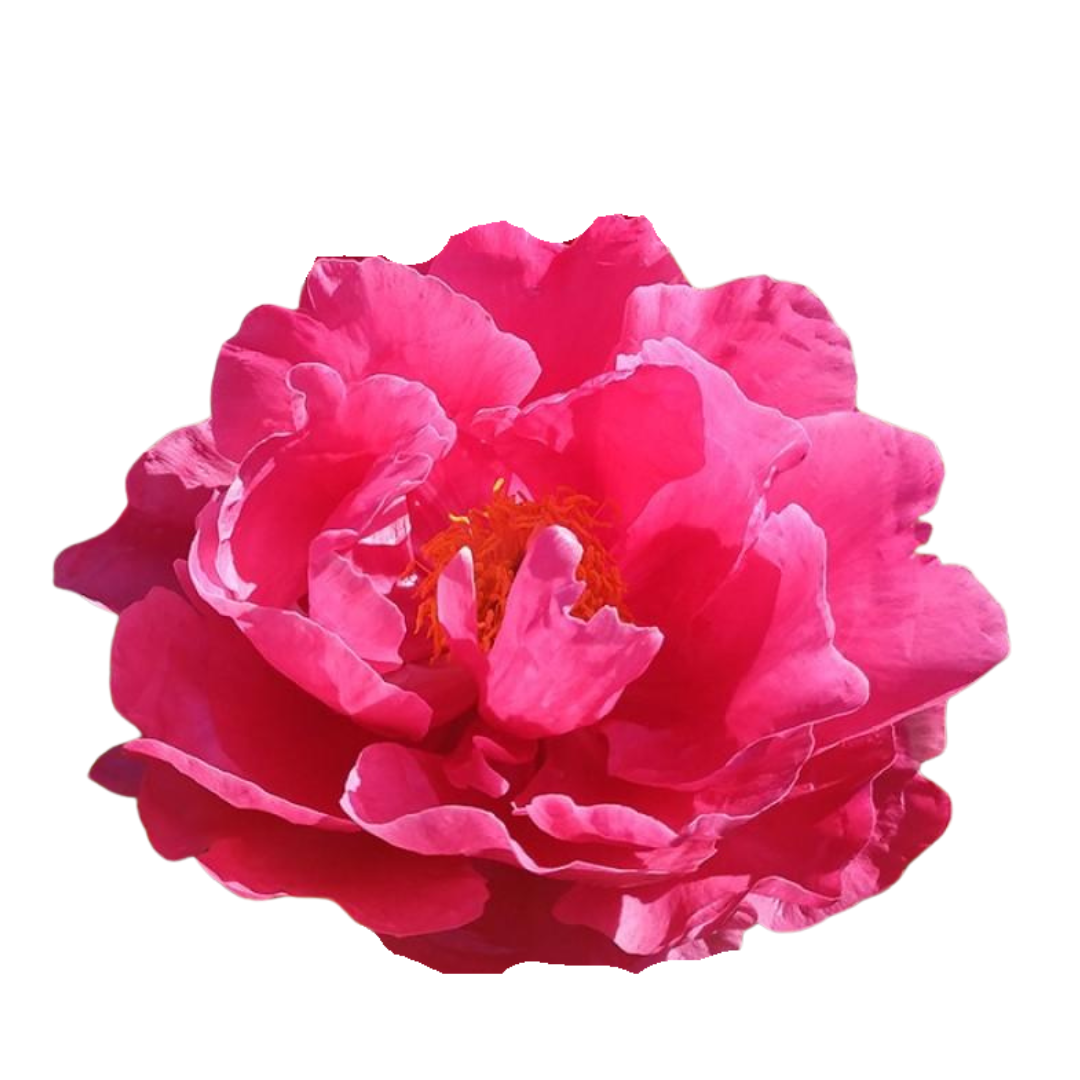 9 Peonija Paula Fay