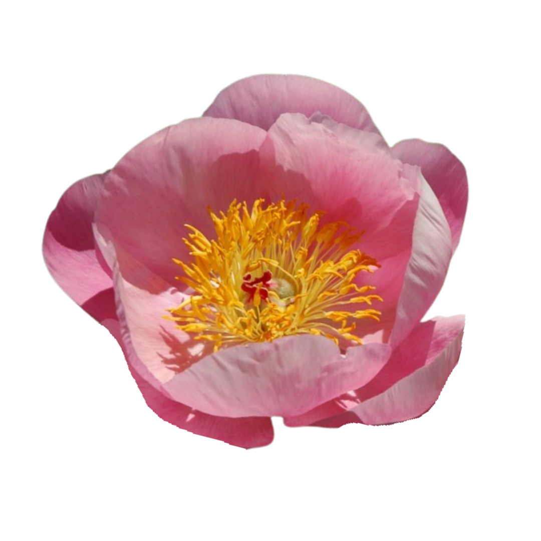 9 Peonija 'Roselette'
