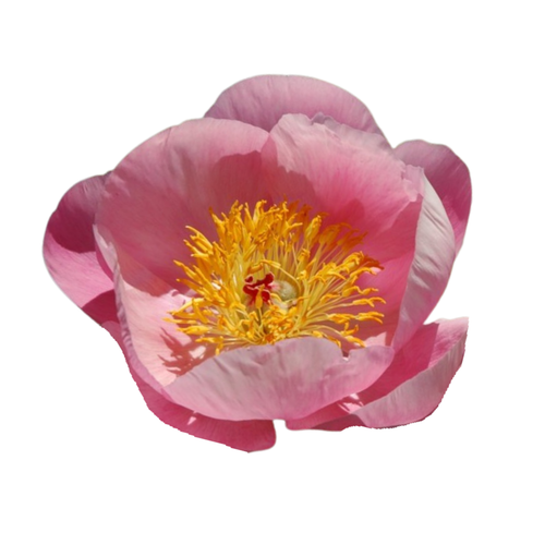 9 Peonija 'Roselette'