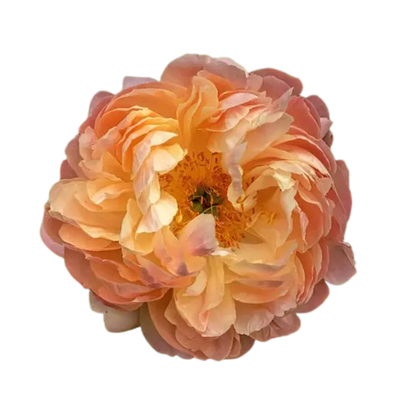 9 Peonija Coral Charm