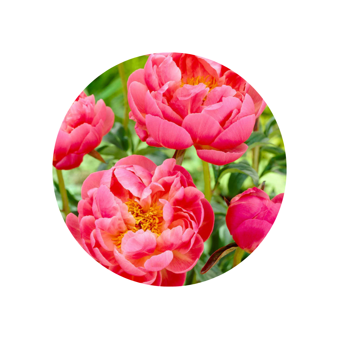 9 Peonija Coral Charm