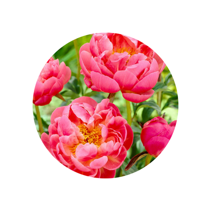 9 Peonija Coral Charm