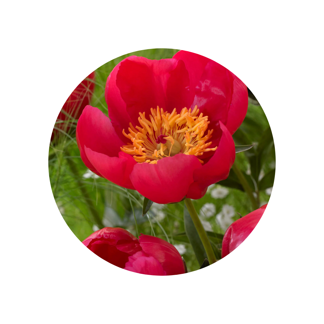 9 Peonija Flame