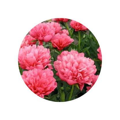 9 Peonija Lorelei