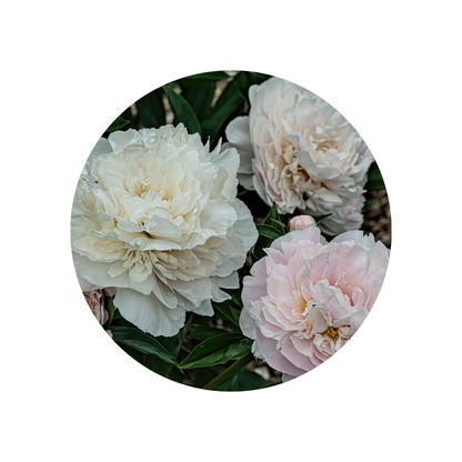 9 Peonija 'Marguerite Gérard'