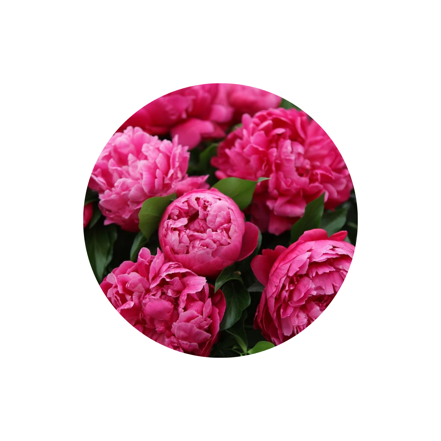 9 Peonija Red Sarah Bernhardt’