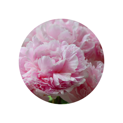 9 Peonija 'Reine Hortense