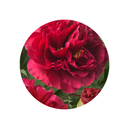 9 Peonija Faithful