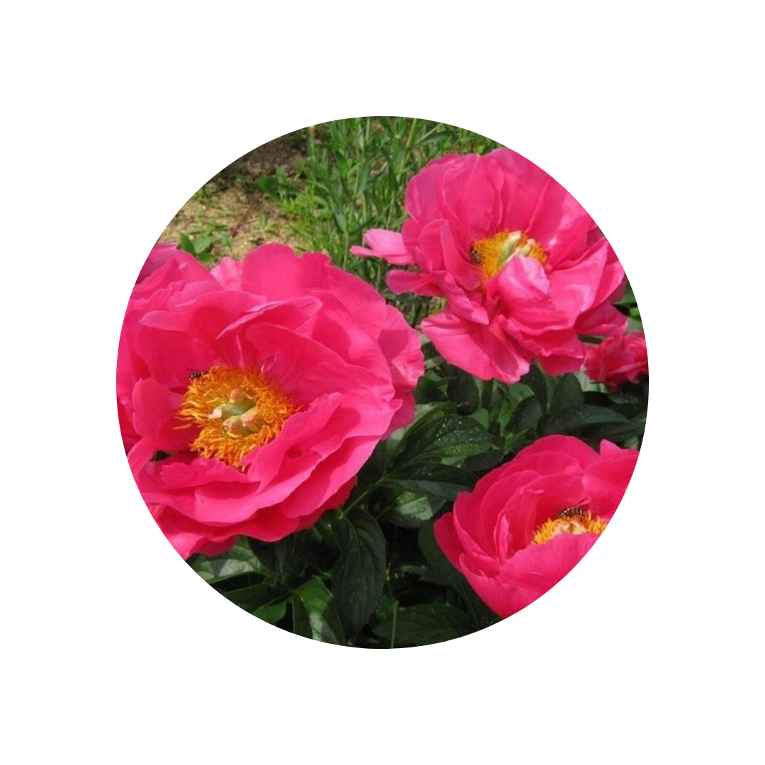 9 Peonija Paula Fay