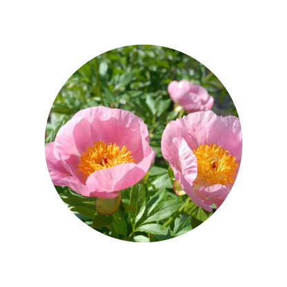 9 Peonija 'Roselette'