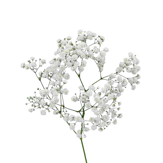 9 Gipsofila Discovery