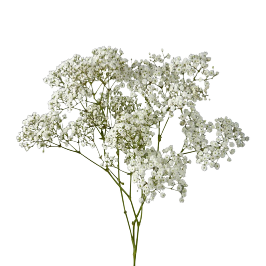 9 Gipsofila Million Star