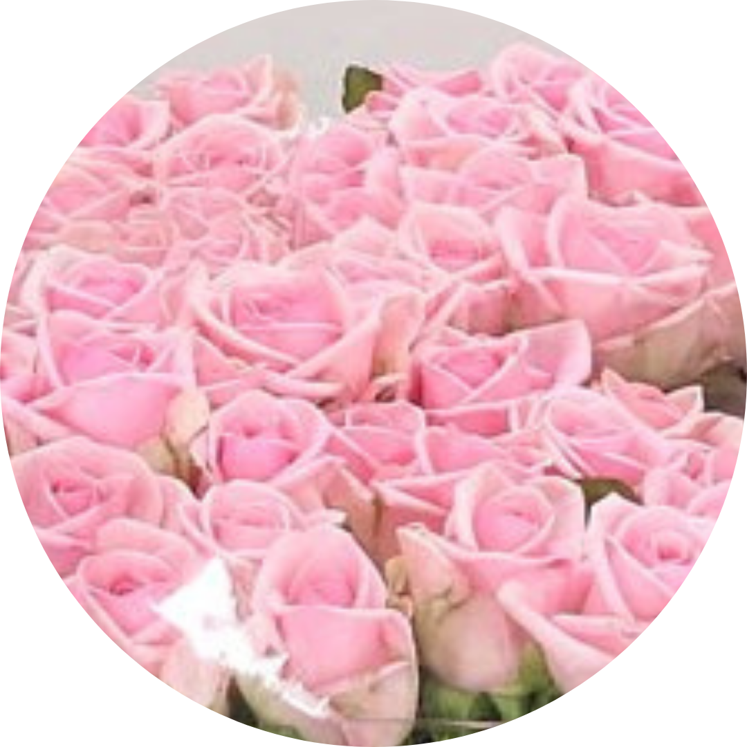41 Roze Heaven